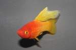 Platy Sunset Hoogvin